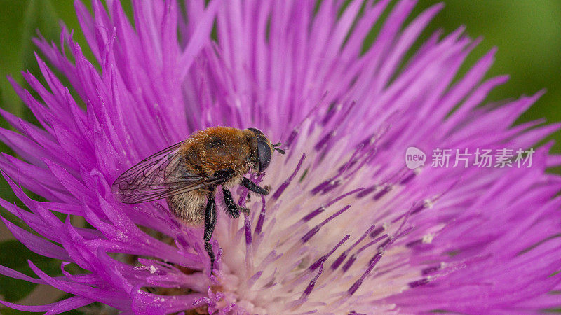 飞燕蝇，风蝇，风尾草，风尾草，Syrphe，梅洛蒂尼，Eristalinae, Syrphidae, Knapweed。